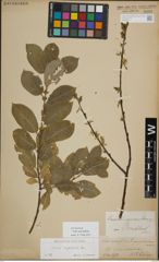 Foto von Salix myrsinifolia Salisb.